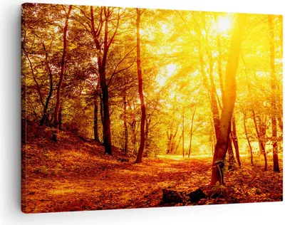 Produktbild von Bild auf Leinwand - Leinwandbild - Wald Baum Natur - 70x50cm - Wand Bild - Wanddeko - Wandbilder - Leinwanddruck - Bilder - Kunstdruck - Wanddekoration - Leinwand bilder - Wandkunst - AA70x50-3722
