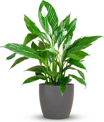 Image de Green boutiQ - Plante d'intérieur - Spathiphyllum - Blanc - Peu d'entretien - 1 plante - avec pot gris - Pot 21 cm - Hauteur 70 à 80 cm