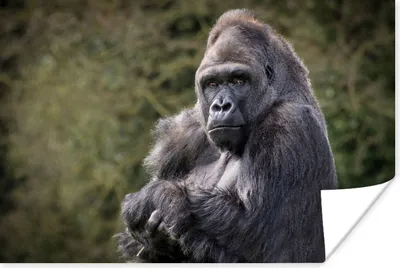Produktbild von MuchoWow® Poster Großer Gorilla schaut direkt in die Kamera 90x60 cm - Schlafzimmer