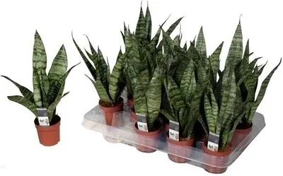 Produktbild von Sansevieria Black Coral 40 cm Bogenhanf bessere Raumluft Zimmerpflanze