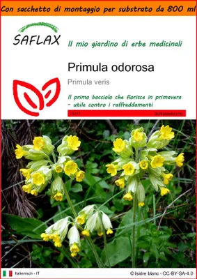 Immagine prodotto di SAFLAX Garden in the bag - Primula odorosa - 100 semi - Primula