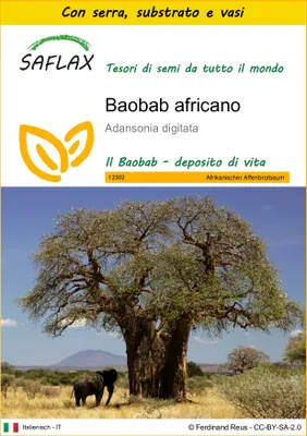 Immagine prodotto di SAFLAX Insieme di coltivazione - Baobab africano - 6 semi - Adansonia