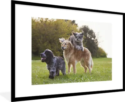 Produktbild von MuchoWow® MuchoWow® Gerahmtes Poster Hund - Park - Gras 90x60 cm - Poster mit zchwarzem Bilderrahmen - Wanddekoration - Fotos