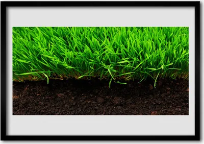 Produktbild von Bild 100x70 MDF-Rahmen Wandkunst Gras Natur Pflanze