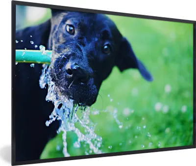 Produktbild von MuchoWow® MuchoWow® Gerahmtes Poster Hund - Wasser - Schwarz 30x20 cm - Poster mit zchwarzem Bilderrahmen - Kunstdruck - Bild-Poster