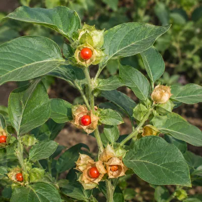 Produktbild von SaatPilot Withania somnifera 5000 Samen Schlafbeere, KI-generiertes Bild
