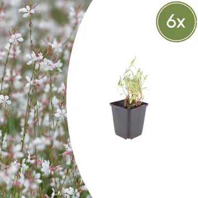 Zdjęcie produktu dla Gaura lindheimeri | 6 sztuk - 10-25cm - Ø9cm - Roślina ogrodowa
