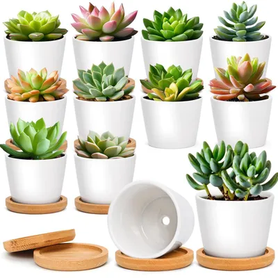 Image de Jardinières en céramique pour plantes succulentes, avec soucoupe, couleur blanche, lot de 12, diamètre 6,5 cm