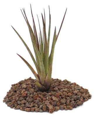 Obrázek produktu pro Tillandsia melanocrater tricolor - ztráta Pflanze gross