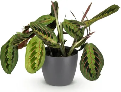 Zdjęcie produktu dla Maranta „Fascinator Tricolour” - roslina doniczkowa z liscmi przypominajacymi