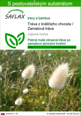 Obrázok produktu pre SAFLAX - Tráva z králičieho chvosta / Zamatová tráva - Lagurus ovatus - 100 Semená - S pestovateľským substrátom bez klíčkov