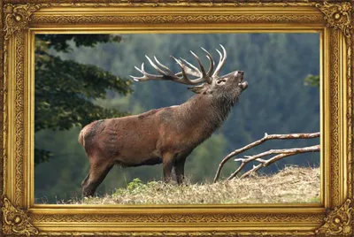 Image de Cerf qui brame Poster amour du pays