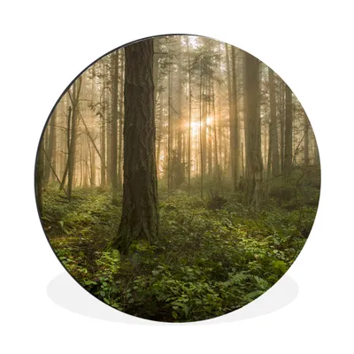 Produktbild von MuchoWow® Aluminium Wandkreis Wald - Sonne - Licht Ø 60 cm Wanddeko Modern Wohnzimmer - Wand Kreis - Wandbild - Schlafzimmer - Aluminium Bild - Kinderzimmer - Wohnzimmer Dekoration - Wandschmuck