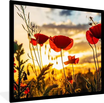 Produktbild von MuchoWow® Gerahmtes Poster Rote Mohnblumen bei Sonnenaufgang 40x40 cm - Poster mit Schwarzem Bilderrahmen Wandposter Rahmen Foto Bilder - Mit Rahmen - Wanddekoration Schlafzimmer