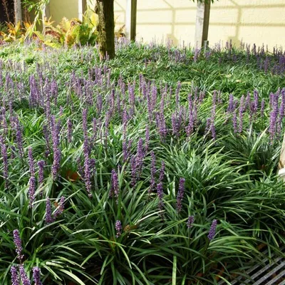 Produktbild von 6 Pflanzen Lilientraube 'Moneymaker', Liriope muscari, P9 Topf