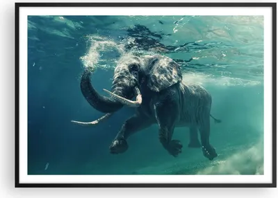 Produktbild von Gerahmtes Poster - Schwarzer Rahmen - Elefant Tier Wasser - 100x70 cm - Wand Bild - Wanddeko - Wandbilder - Kunstposter - Wandposter - Bilderrahmen - Bilder - Kunstdruck - Wandbild - P2BAA100x70-3944