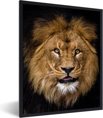 Produktbild von MuchoWow® Gerahmtes Poster Löwe - Porträt - Schwarz - Tiere 60x80 cm - Poster mit Schwarzem Bilderrahmen Wandposter Rahmen Foto Bilder - Premium - Wanddeko Wohnzimmer