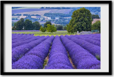 Produktbild von Bild 60x40 MDF-Rahmen, Wandkunst Lavendelfeld