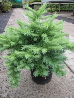 Produktbild von Japanische Zwerglärche Tunis - Larix kaempferi Tunis 20-30cm
