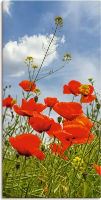 Produktbild von ARTland Leinwandbild Mohnblumen im Panorama Größe: 20x40 cm