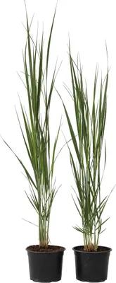 Image de Panic érigé - Set de 2 - Panicum virgatum 'Northwind' - Hauteur 40-60cm - ⌀23cm