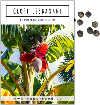 Produktbild von Große Essbanane Samen (Musa x paradisiaca) - Exotische Banane ideal geeignet als Kübelpflanze Indoor und Outdoor