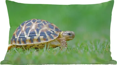 Produktbild von MuchoWow® Zierkissen Sofakissen Wohnzimmer Dekokissen 60x40 cm Schildkröte im Gras - Kopfkissen - Polster mit Foto