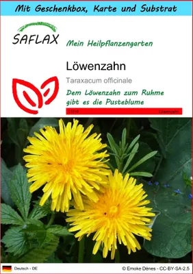 Produktbild von SAFLAX Geschenk Set - Löwenzahn - Taraxacum officinale - 200 Samen - Mit Geschenkbox, Versandaufkleber, Geschenkkarte und Anzuchtsubstrat