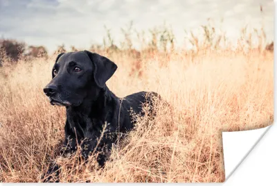 Produktbild von MuchoWow® Poster Ein Labrador Retriever liegt im hohen Gras 90x60 cm - Schlafzimmer