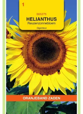 Image de Oranjeband : Tournesol uniflorus géant - 1 paquet de graines