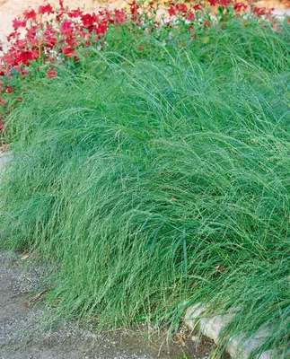 Produktbild von Eragrostis curvula, Liebesgras, ca. 9x9 cm Topf