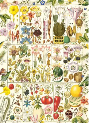 Image de GIBSONS Botanical Bliss Puzzle 1000 pièces