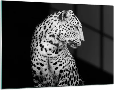 Produktbild von Bilder auf glas - Einteilig - Leopard Panther Katze - 120x80cm - Glasbilder - Wandbilder - Bilder - zum Aufhängen bereit - Wanddekoration aus Glas - Glas Bilder - Wandbild auf Glas - GAA120x80-4919