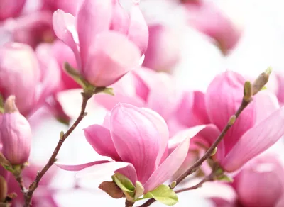 Produktbild von Papermoon VLIES Fototapete, Digitaldruck,  Rosa Magnolie (568)