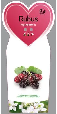Obrázok produktu pre Rubus 'Loganberry' - Loganberry | 25 cm v kvetináči