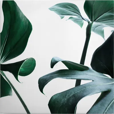 Produktbild von Leinwandbild Botanical Dschungel 50 x 50 cm - Wandbild Grün Weiß - Keilrahmen Pflanzen Wohnzimmerdeko Wanddeko Wandgemälde