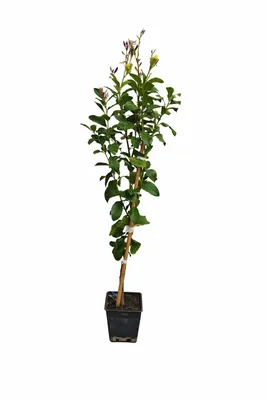 Produktbild von Zitronenbaum Citrus limon 'Eureka' 120–160 cm – Immergrün, mediterraner Obstbaum für Balkon, Terrasse & Garten