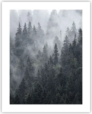 Produktbild von Poster - Poster ohne Rahmen - Wald Baum Natur - 40x50 cm - Wand Bild - Wanddeko - Wandbilder - Kunstposter - Wandposter - Bilder - Kunstdruck - Wanddekoration - Wandbild - P2XPA40x50-4074