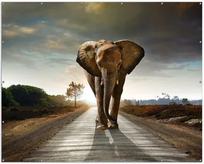 Produktbild von Wallario XXL Outdoor-Poster für Garten oder Balkon, Motiv Elefant bei Sonnenaufgang in Afrika, in ca. 250 x 200 cm