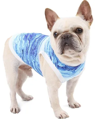 Image de Piscine pour chiens et chats, idéale pour l'été