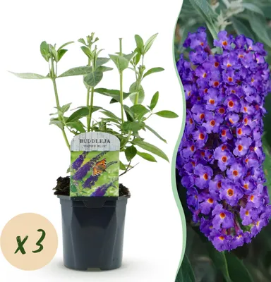 Produktbild von Green boutiQ - Gartenpflanze - Buddleja davidii Empire Blue - Schmetterlingsstrauch - Winterhart - Blau - 3 Pflanzen - Topf 17cm - Höhe 45cm