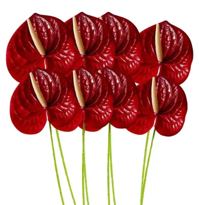 Künstliche Anthuriumblüten, 8 Stück, 61 cm, rot