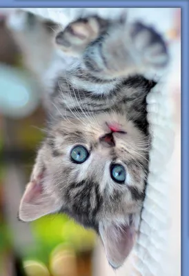 Produktbild von Blanko - Karte mit Umschlag - Babykatze