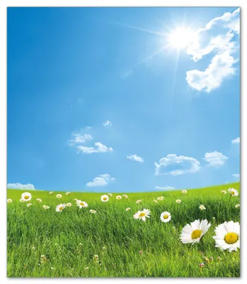 Produktbild von Wallario Herdabdeckplatte aus Glas, Größe 52 x 60 cm 1-teilig, Motiv Sommerwiese - Weiße Gänseblümchen vor blauem Himmel