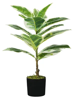 Image de Ficus élastique, plante en pot, hauteur 65 cm, 15 feuilles