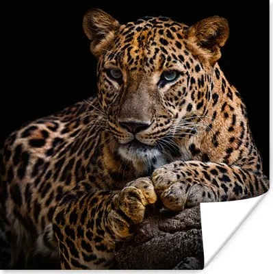 Produktbild von MuchoWow® Poster Wildtiere - Panther - Porträt - Schwarz - Tiere 100x100 cm - Babyzimmer