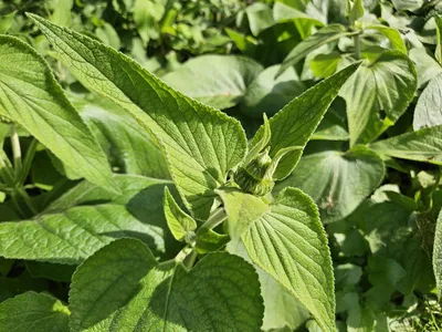 Produktbild von Phlomis russeliana – 48 Pflanzen – Winterharte Staude – Auffällige hellgelbe Quirlblüten – Bienen- & Schmetterlingsfreundlich – Pflegeleicht & trockenheitstolerant