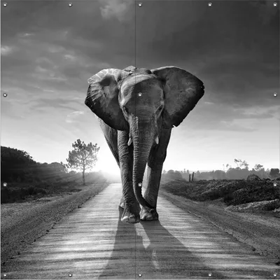 Produktbild von Wallario Outdoor-Poster für Garten oder Balkon, Motiv Elefant bei Sonnenaufgang in Afrika schwarzweiß, in ca. 180 x 180 cm