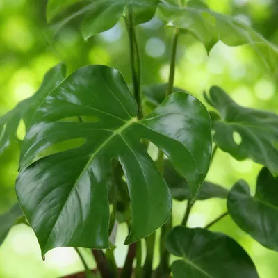 Produktbild von Green boutiQ - Zimmerpflanzen - Monstera Deliciosa - Fensterblatt - Pflegeleicht - Grün - 1 Pflanze - Topf 17cm - Höhe 50-55cm