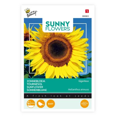 Immagine prodotto di Buzzy Sunny Flowers Girasole Giganteus Semi - Circa 5 gr | Buzzy_080803